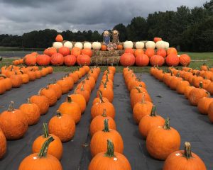 Pumpkin patch at DJ’s Berry Patch Apex NC