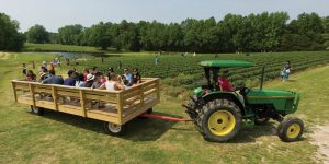 Corn maze and pumpkins at Phillips Farm Cary NC