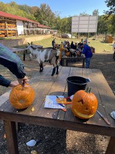 Family carving pumpkins with goats at Spring Haven Farm Chapel Hill NC